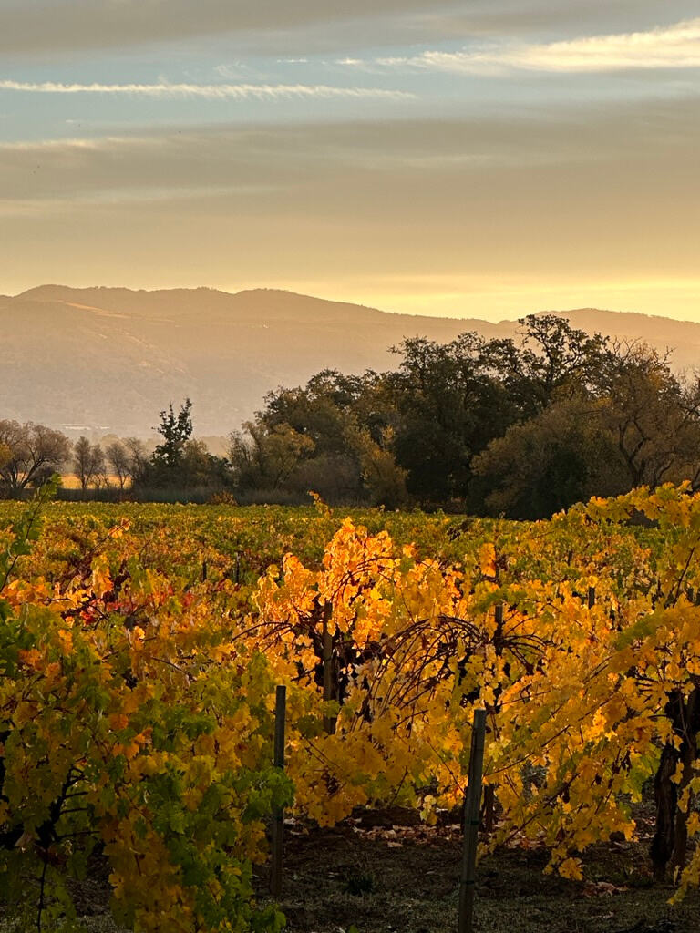 Napa vineyard in autumn gold at sunset